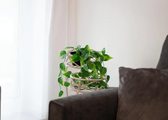 Joy Forest 44-26 * تيميشورا